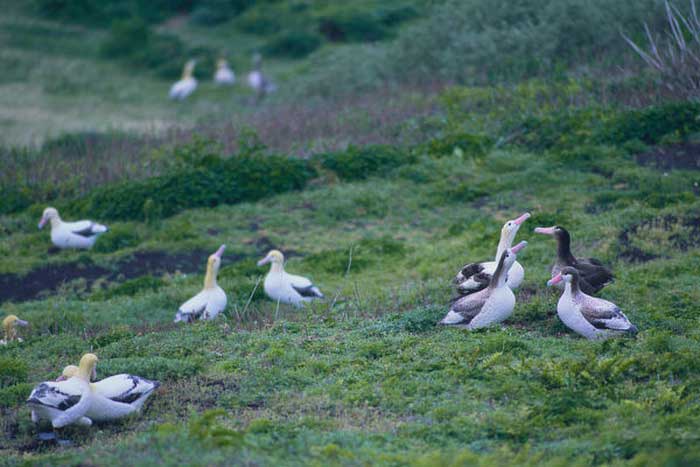 Место гнездования белоспинного альбатроса