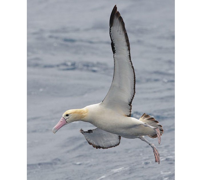 Белоспинный альбатрос у воды