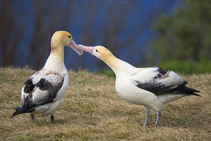 Два белоспинных альбатроса