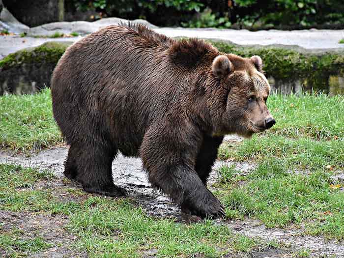 Сибирский бурый медведь - внешний вид