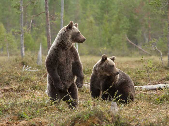Пара сибирских бурых медведей