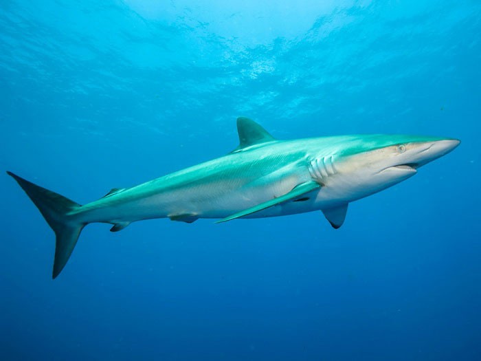 Шёлковая акула - внешний вид