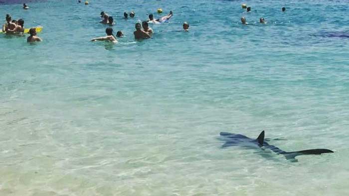 Шёлковая акула вблизи людей