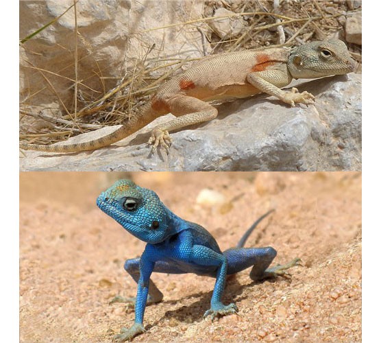 Синайская агама - внешний вид самки и самца