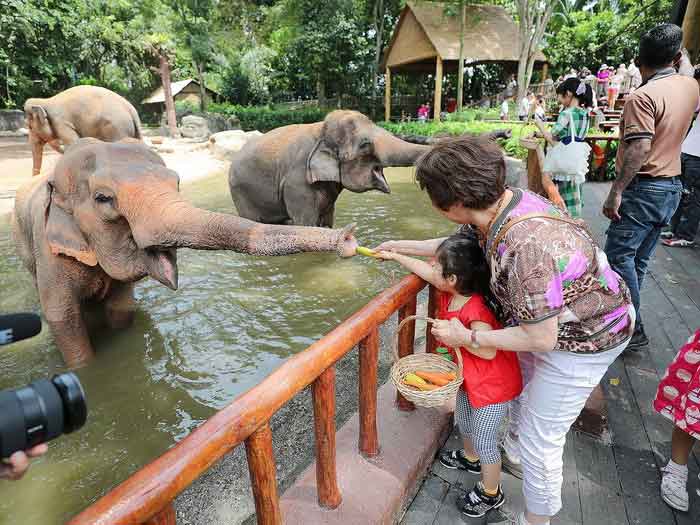 Посетители кормят слонов