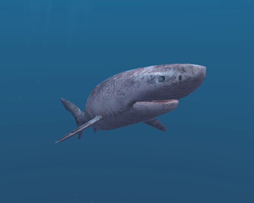 Полярная акула в толще воды