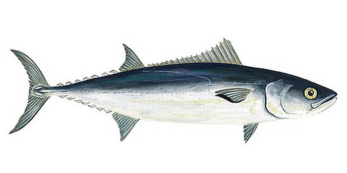 Южный тунец - внешний вид