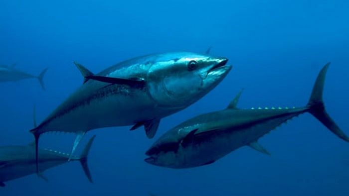 Южные тунцы в воде