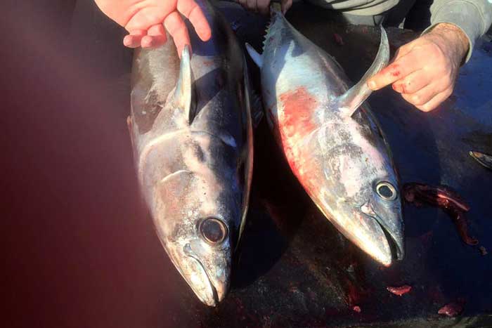 Пойманные южные тунцы