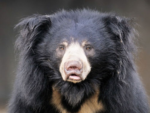 Голова медведя-губача