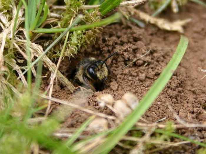 Одиночная пчела и её гнездо в земле