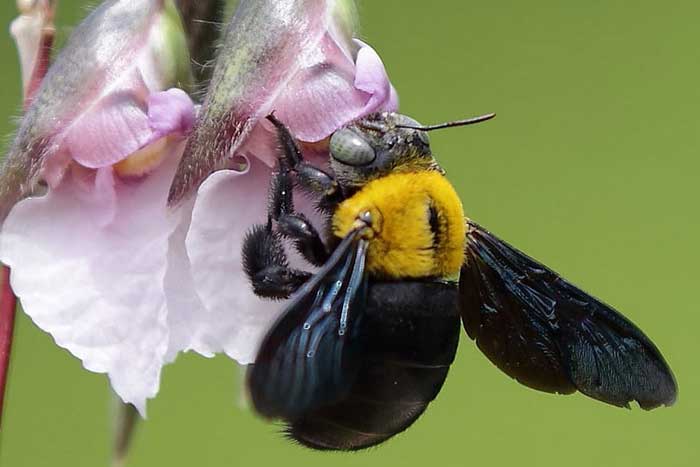 Одиночная пчела на цветке