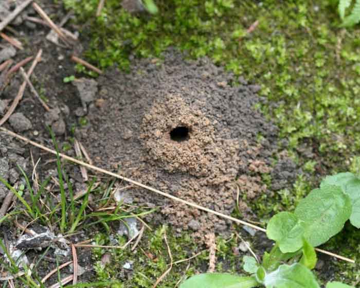 Гнездо одиночной пчелы в земле