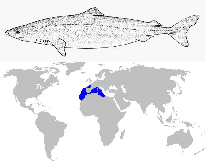 Длиннорылая полярная акула - внешний вид