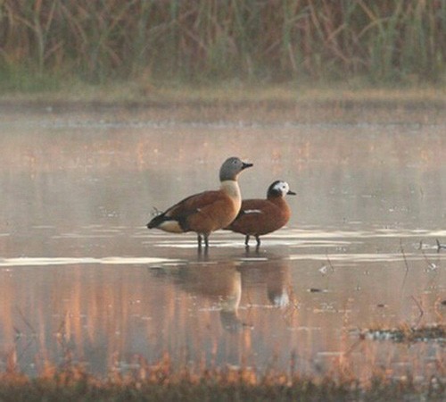 Самец и самка стоят в воде