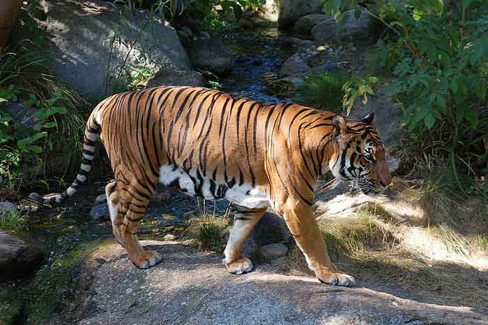 Южно-китайский тигр - внешний вид