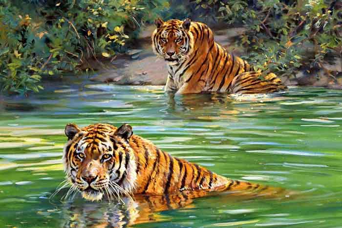 Тигры в воде