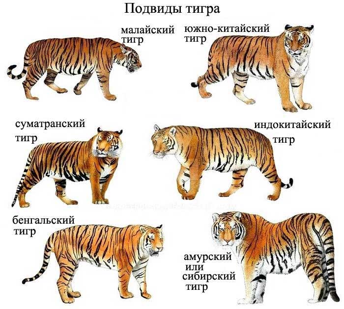 Подвиды тигра