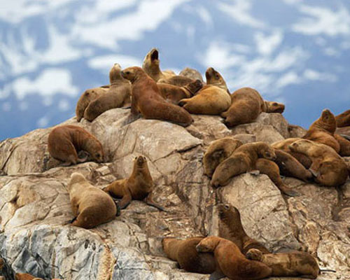 Южные морские львы лежат на скалах