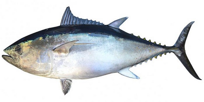 Австралийский тунец - внешний вид