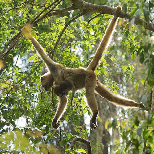 Паукообразная обезьяна в кроне дерева