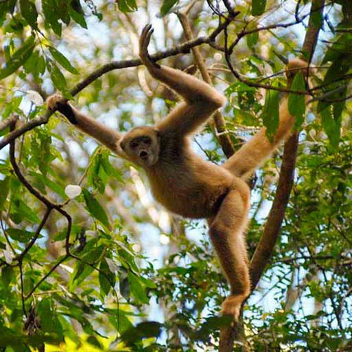 Паукообразная обезьяна среди листвы
