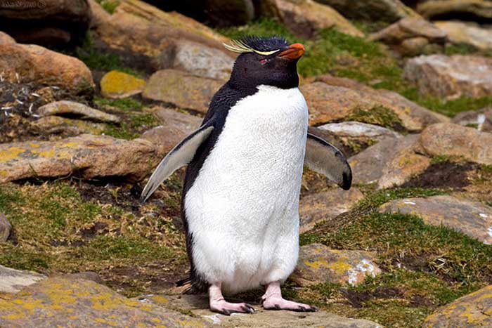 Хохлатый пингвин - внешний вид