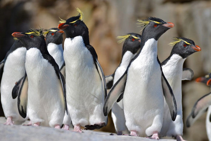 Группа хохлатых пингвинов