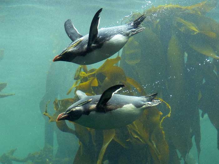 Два хохлатых пингвина под водой