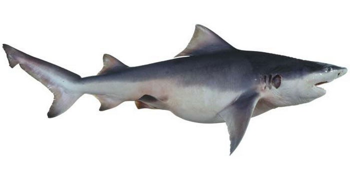 Обыкновенная серая акула - внешний вид
