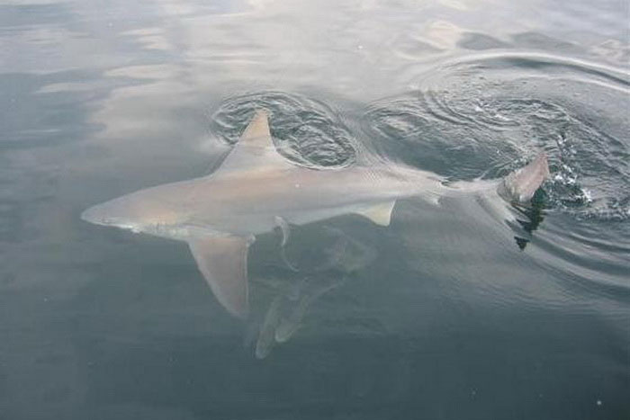 Обыкновенная серая акула в воде
