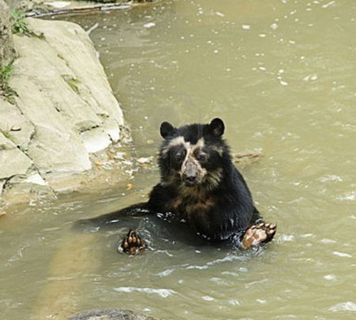 Очковый медведь сидит в воде