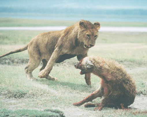 Лев нападает на гиену