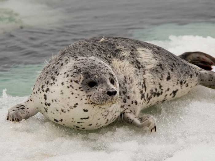 Пятнистый тюлень (ларга), описание, фото