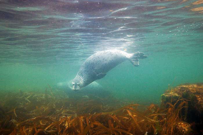 Пятнистый тюлень под водой