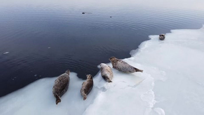 Пятнистые тюлени на льдине