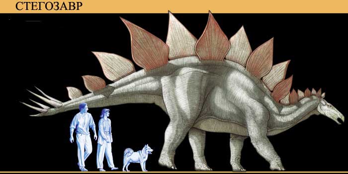 Размеры стегозавра