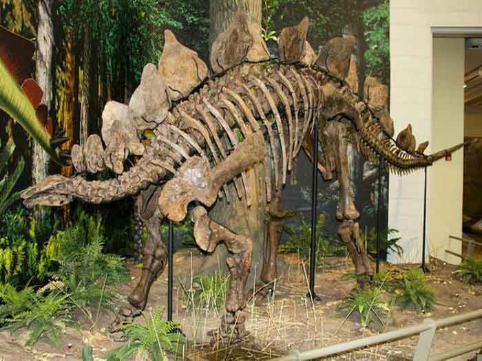 Скелет стегозавра