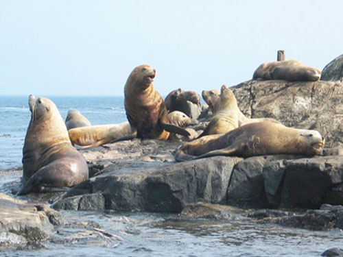 Северные морские львы лежат на морском побережье