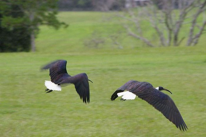 Два австралийских ибиса летят