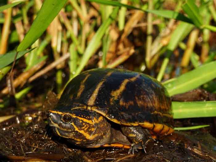 Полосатая черепаха в естественной среде обитания