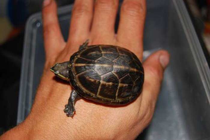 Полосатая черепаха на руке человека