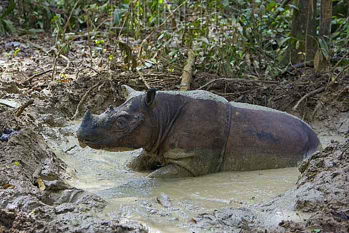 Носорог в грязи