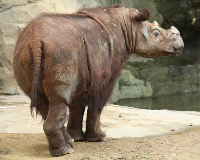 Вид на носорога сзади