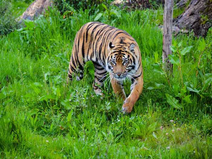 Суматранский тигр - внешний вид