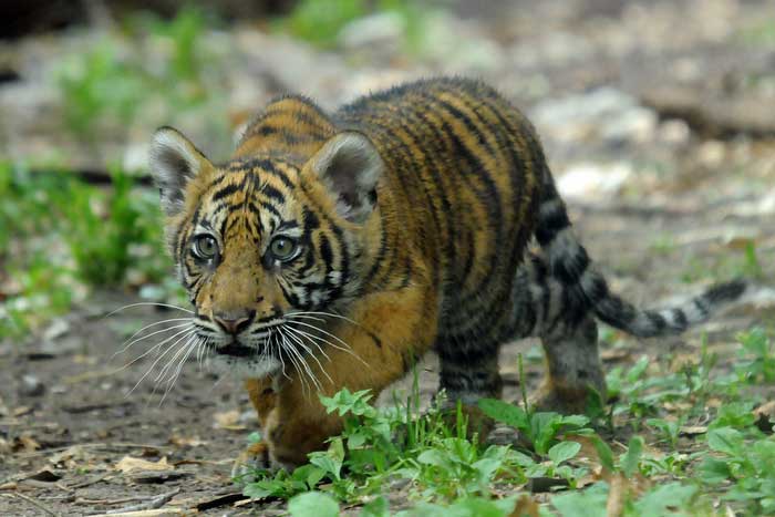 Суматранский тигр охотится