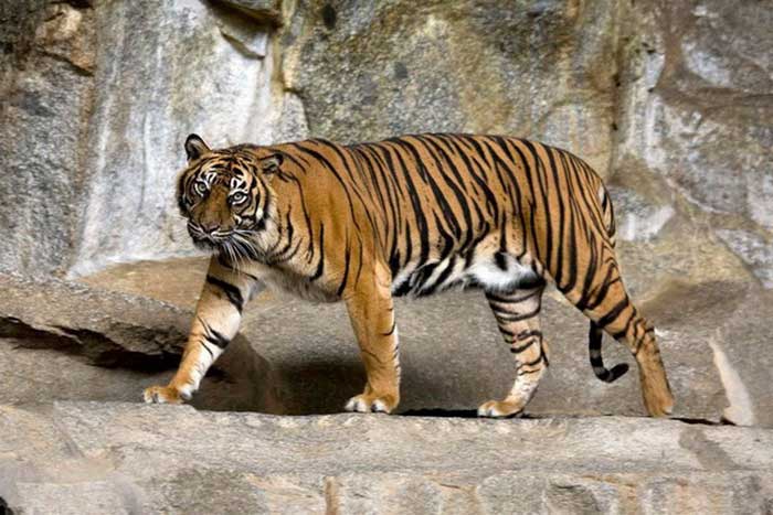 Суматранский тигр среди скал