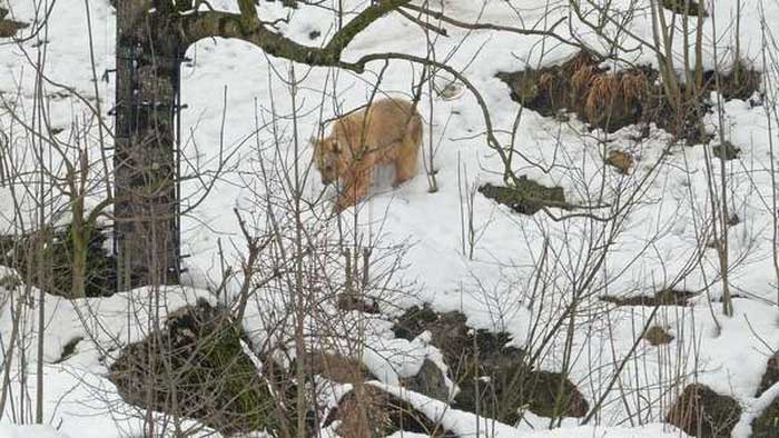 Сирийский бурый медведь на снегу