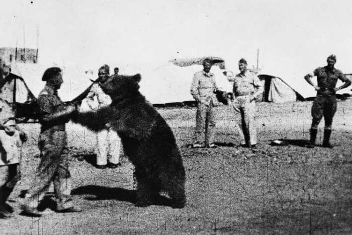 Медведь Войтек и солдаты