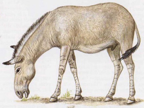 Тарпан – вымерший подвид лошади, рисунки